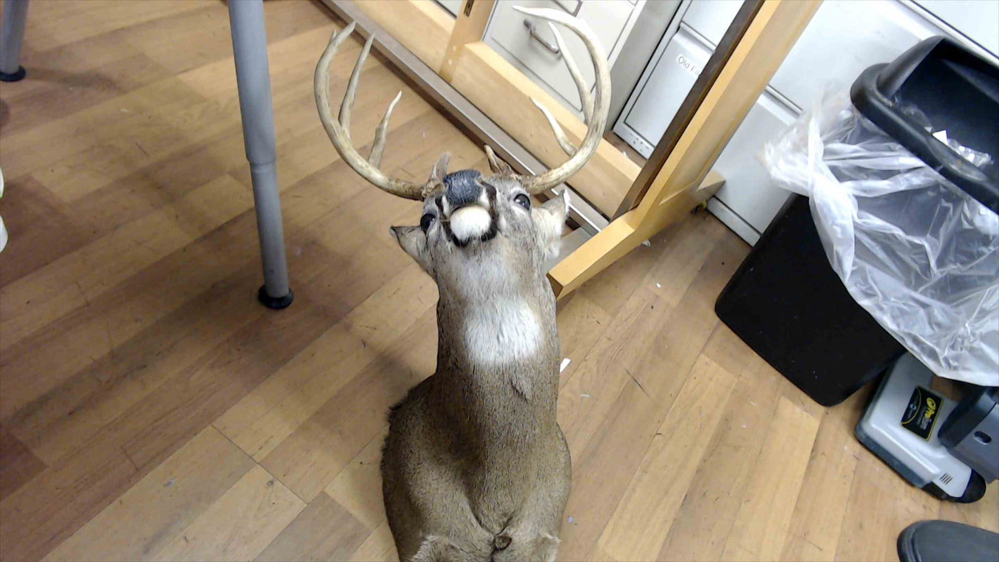 Mounted Whitetail Deer Taxidermy – 10 Point Buck
