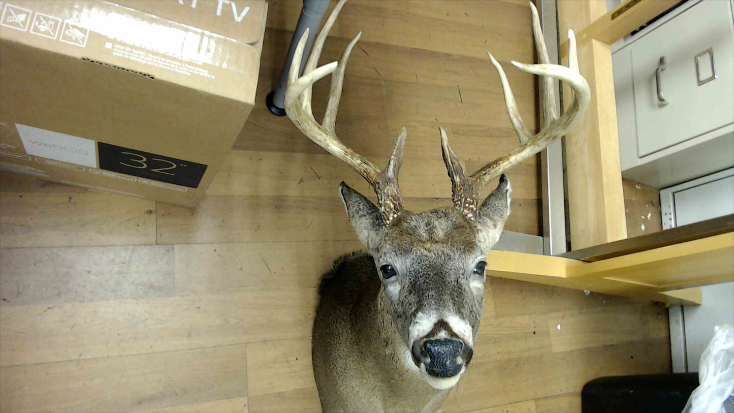 Mounted Whitetail Deer Taxidermy – 10 Point Buck