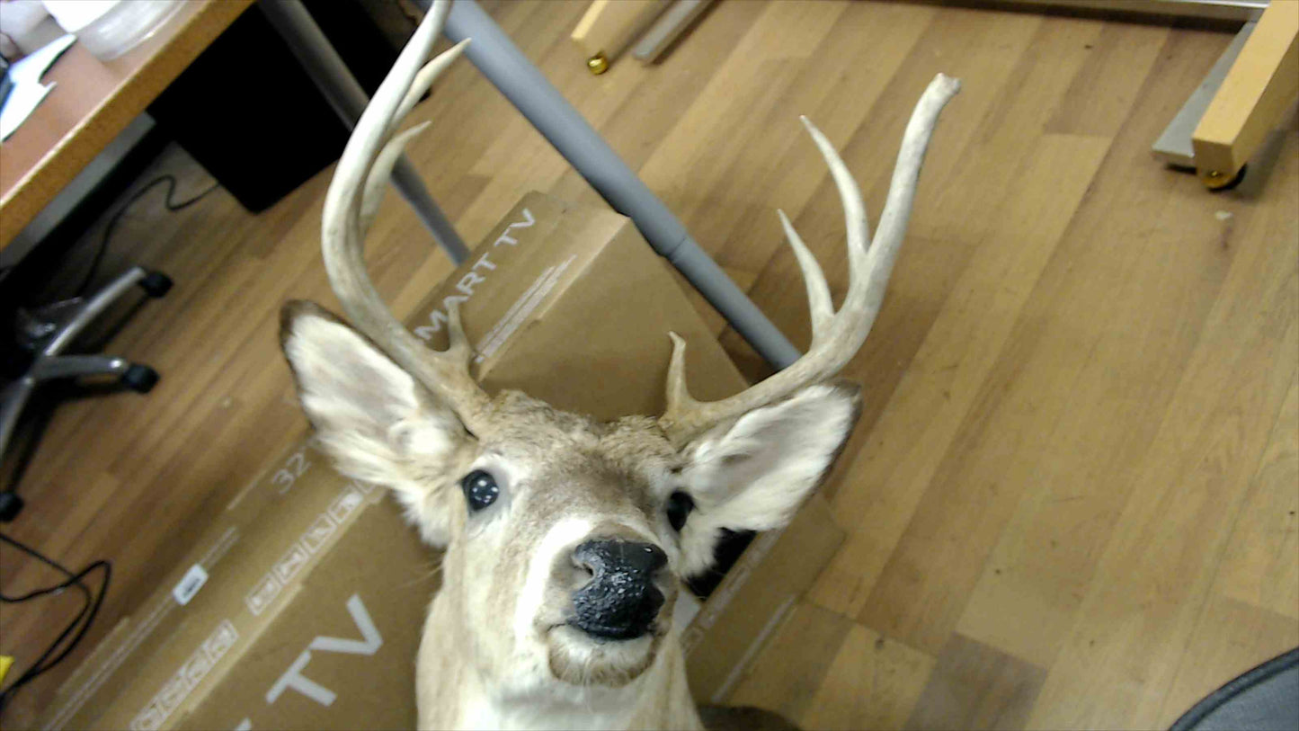 8-Point Whitetail Deer Shoulder Mount – Taxidermy Wall Mount