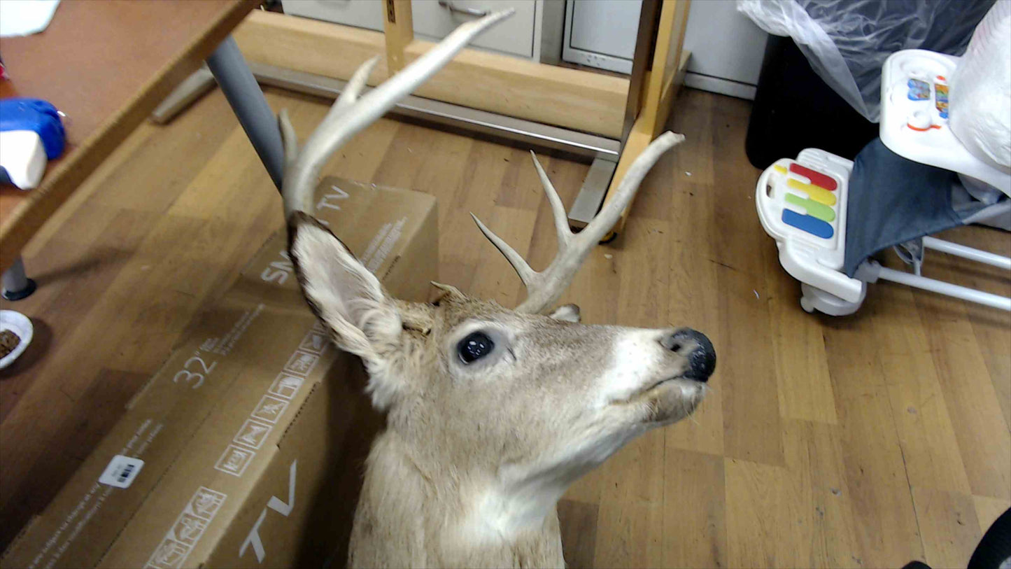 8-Point Whitetail Deer Shoulder Mount – Taxidermy Wall Mount
