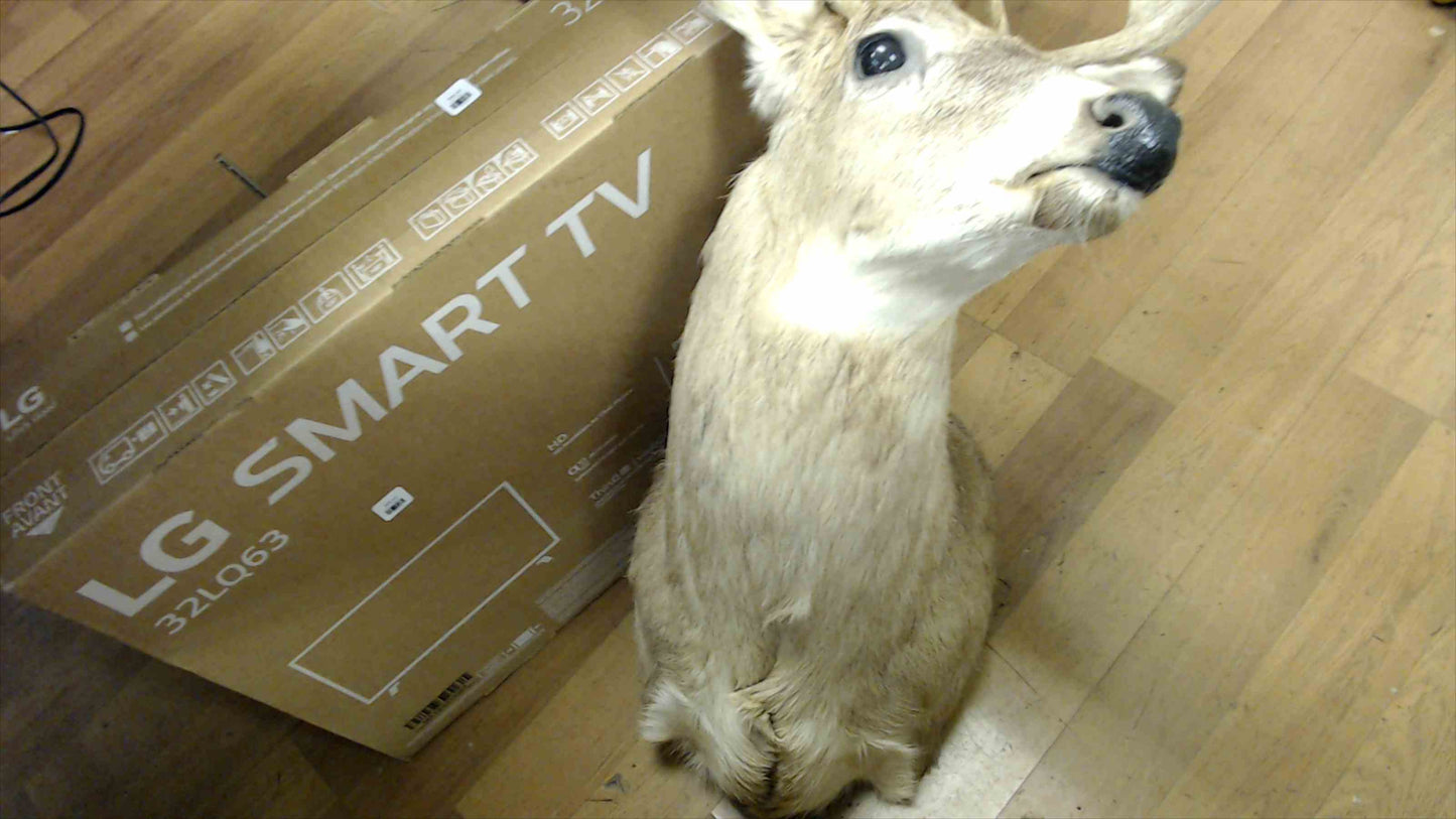 8-Point Whitetail Deer Shoulder Mount – Taxidermy Wall Mount