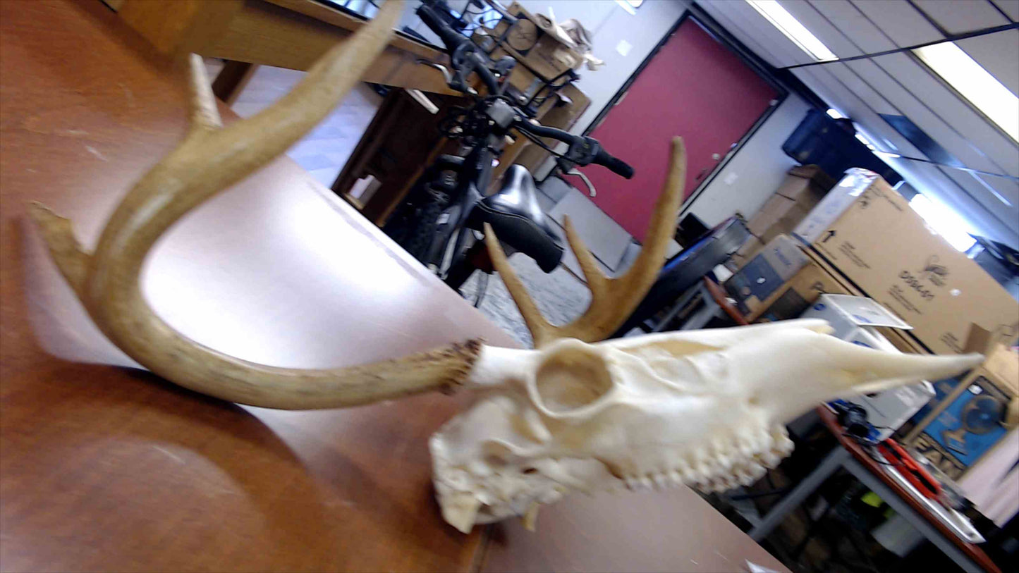 Whitetail Deer Skull & Antlers – European Mount – 6-Point Buck