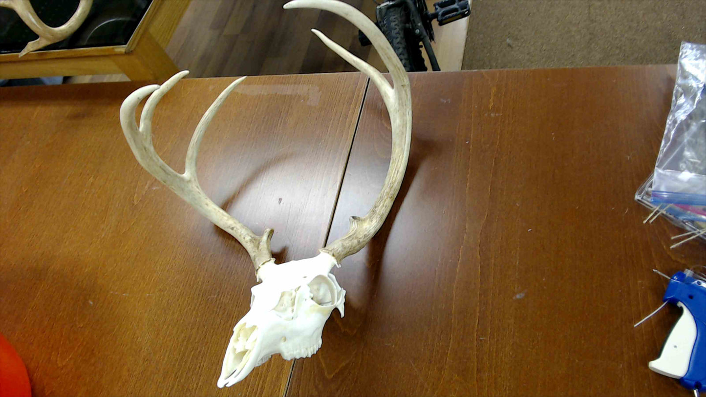 Whitetail Deer Skull & Antlers – European Mount – 6-Point Buck