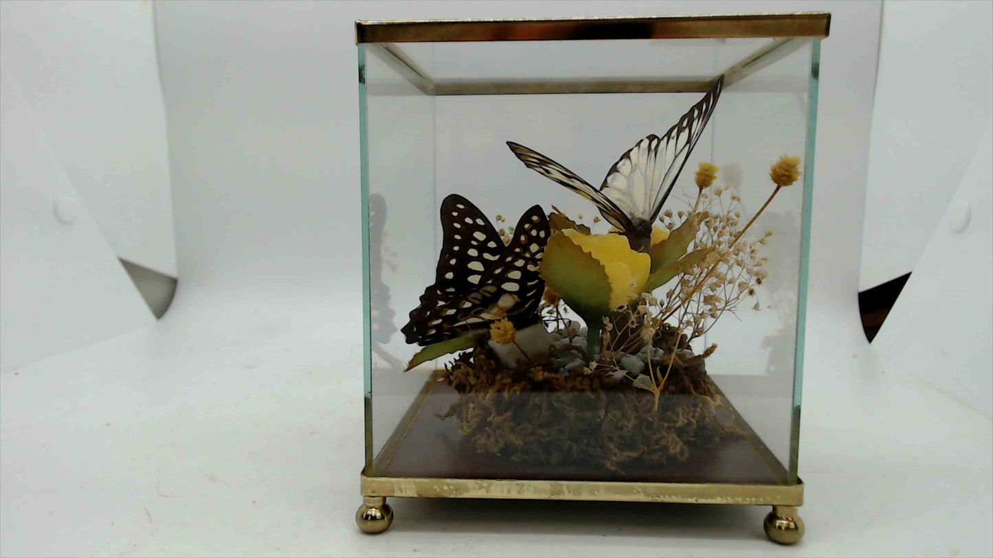 Vintage Glass Butterfly Display Case – Brass Trim – Preserved Butterfly & Dried Flowers – 4" x 4" x 5" – Made in Taiwan R.O.C.