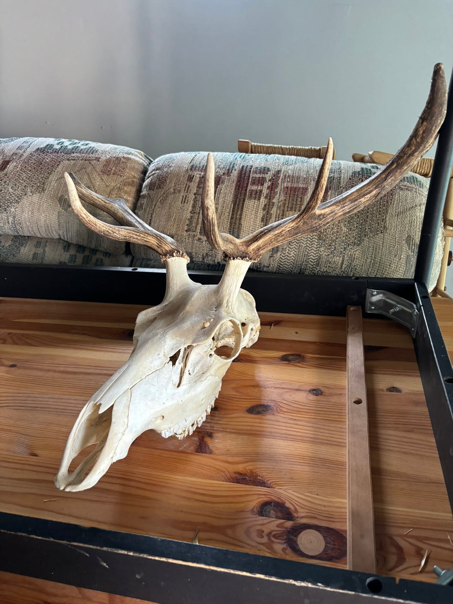 Real Elk Skull with Antlers – Authentic Taxidermy Display