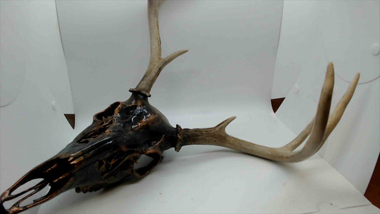 Real Deer Skull with Antlers – Blackened Bone Finish – Rustic Wall Decor or Cabin Accent