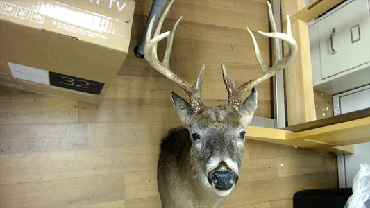 Mounted Whitetail Deer Taxidermy – 10 Point Buck