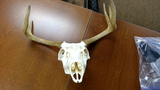 Whitetail Deer Skull & Antlers – European Mount – 6-Point Buck