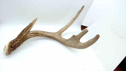 Naturally Shed Whitetail Deer Antler – 4-Point – Rustic Decor or Craft Use