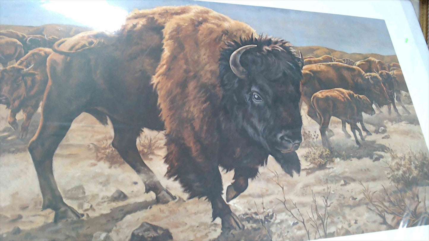 Vulnerable Giant by Brulé – Limited Edition Bison Art Print (30/800) – 22” x 28”