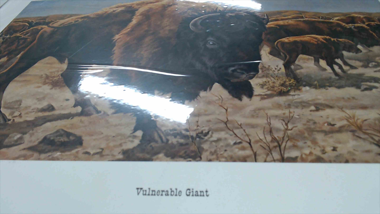 Vulnerable Giant by Brulé – Limited Edition Bison Art Print (30/800) – 22” x 28”