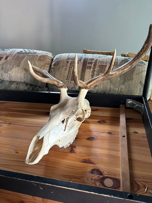 Real Elk Skull with Antlers – Authentic Taxidermy Display